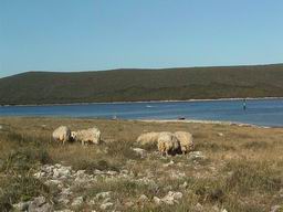 Croatia island Cres - sheep on isle Visoki, near Stivan